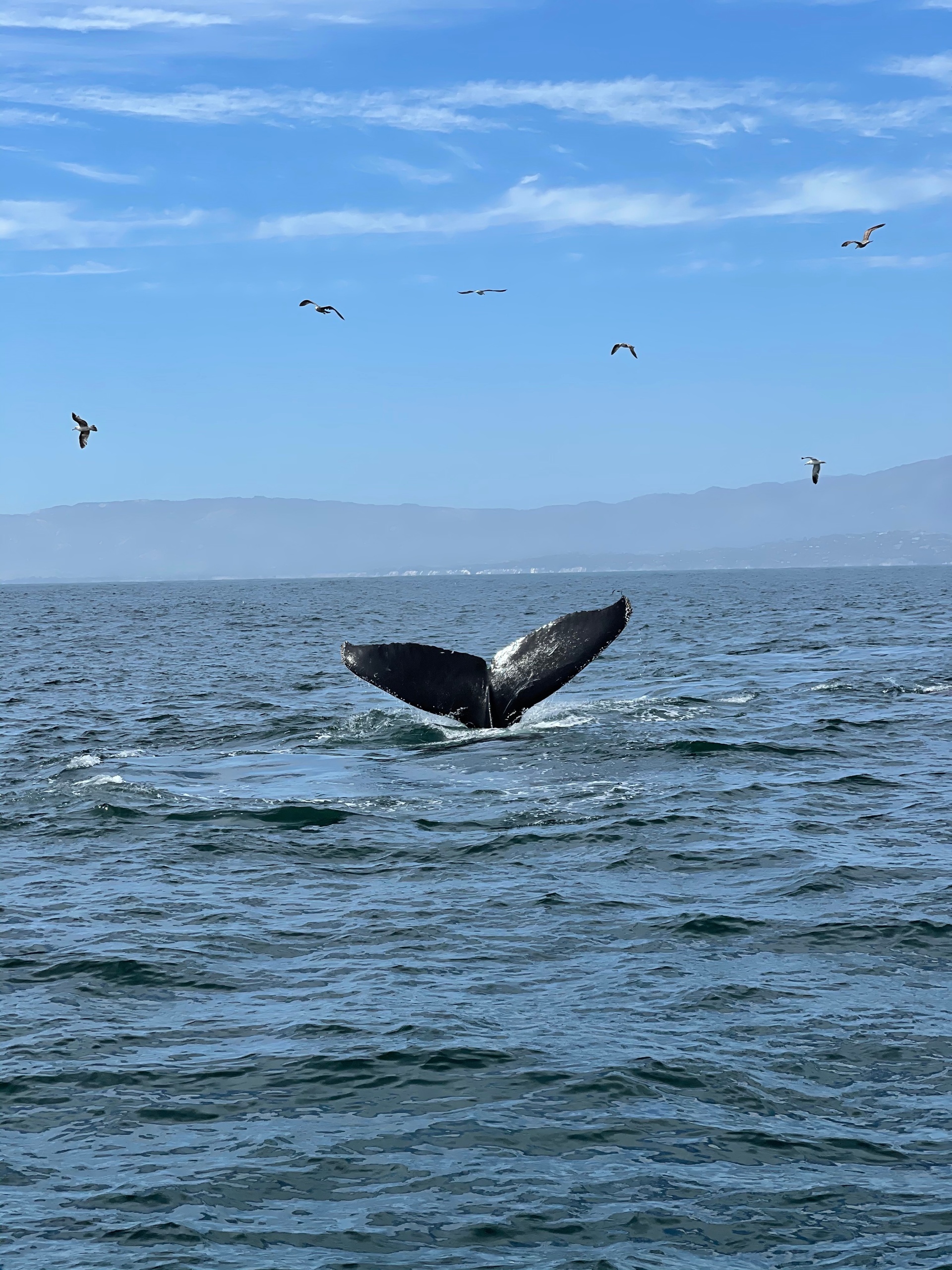 Whale Watching in Santa Barbara, California