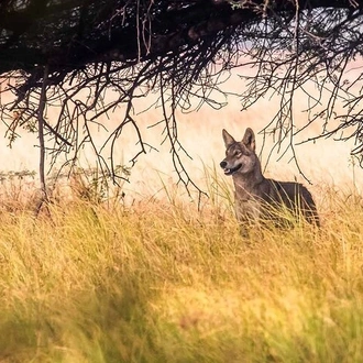 tourhub | Agora Voyages | Blackbuck Safari from Ahmedabad 