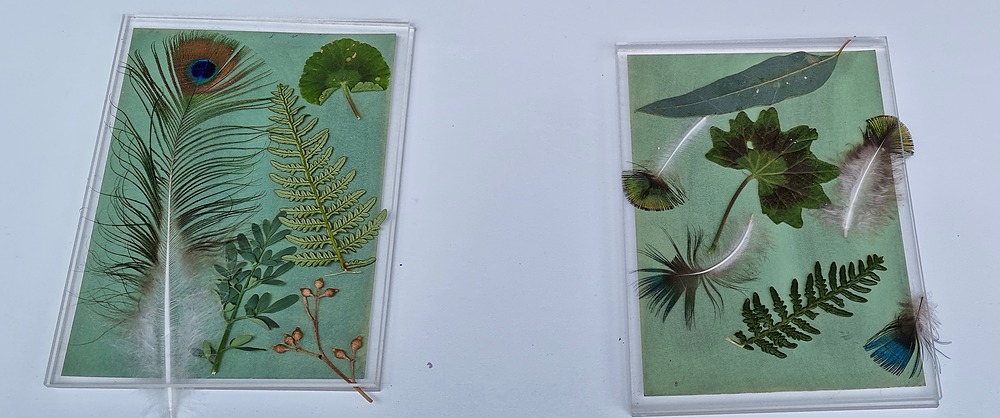 Unexposed sun prints with feathers and leaves