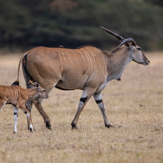 tourhub | World Adventure Tours | Elephant Safari Discover 