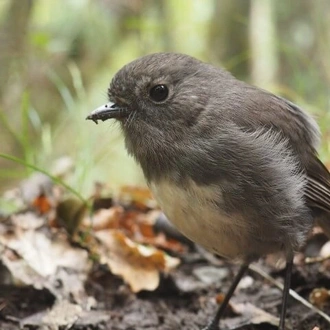 tourhub | Heritage Expeditions | Unseen Stewart Island 