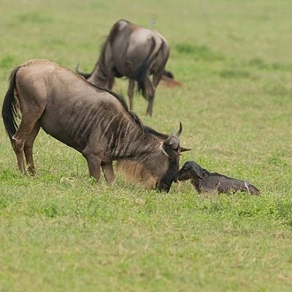 tourhub | Widerange African Safaris | 5 Days Popular Tanzania Serengeti migration Safari Tour in Southern Ndutu 