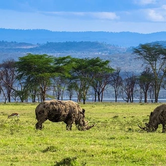 tourhub | Bamba Travel | Kenya Highlights Safari 4D/3N (Lake Nakuru & Samburu) 