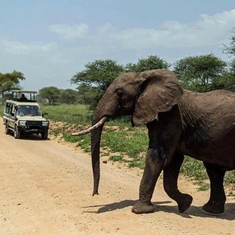tourhub | Gracepatt Ecotours Kenya | 4-Day Tanzania Camping Safari to Lake Manyara, Serengeti, and Ngorongoro Crater 