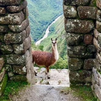 tourhub | Alpaca Expeditions | Short Inca Trail Hike 2 Days to Machu Picchu 