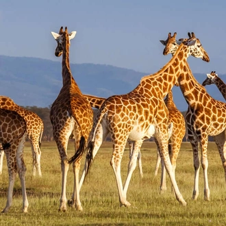 tourhub | Explore! | Upgraded - Highlights of Kenya & Tsavo 