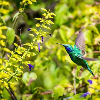 tourhub | Explore! | Highlights of Costa Rica + Beach Extension 