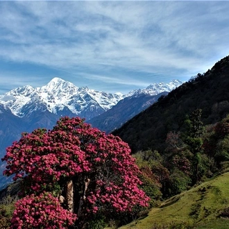 tourhub | Alpinist Club | Annapurna Poon Hill and Khopra Ridge Trek 