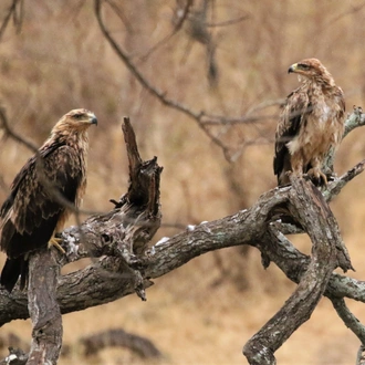 tourhub | Wildlife Dreams | Bird Watching in Kruger (Dates upon request) 