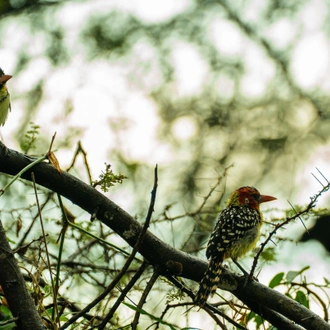 tourhub | Beach and Safari Holidays | From Arusha: Drive and Fly Back Safari Tarangire & Serengeti 