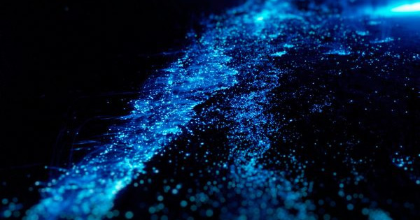 Bioluminescence Tour