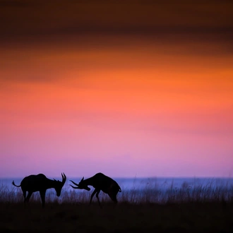 tourhub | Wildlife Dreams | Wildlife Dreams at Oltepesi Safari Camp. 