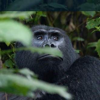 3-Day Mountain Gorillas & Batwa Community Visit Safari - Budget