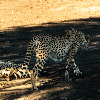 tourhub | Beach and Safari Holidays | Tanzania's Trail of Wonders: From Red-Hued Lakes to Majestic Safaris 