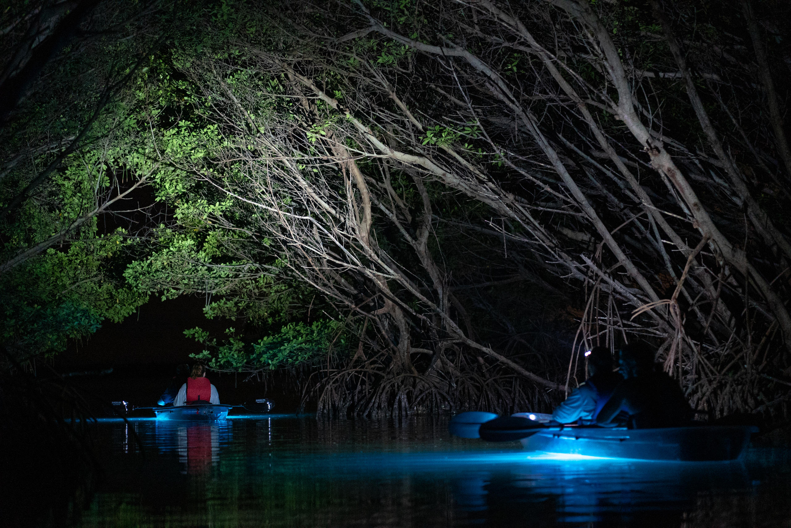 Night Time Glowing Clear Kayak Tour of Shell Key Preserve image 9