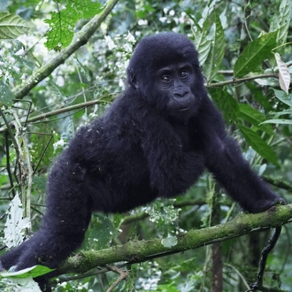 tourhub | YellowWood Adventures | Gorillas & Hiking Uganda's Rwenzori Mountains 