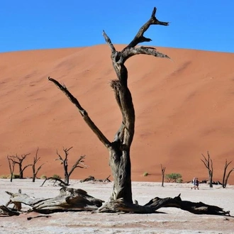 tourhub | Chameleon Safaris Namibia | 4 Day Swakopmund & Sossusvlei Accommodated Adventure 