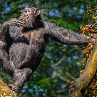 tourhub | Intrepid Travel | Remarkable Rwanda & Gorillas of Uganda 