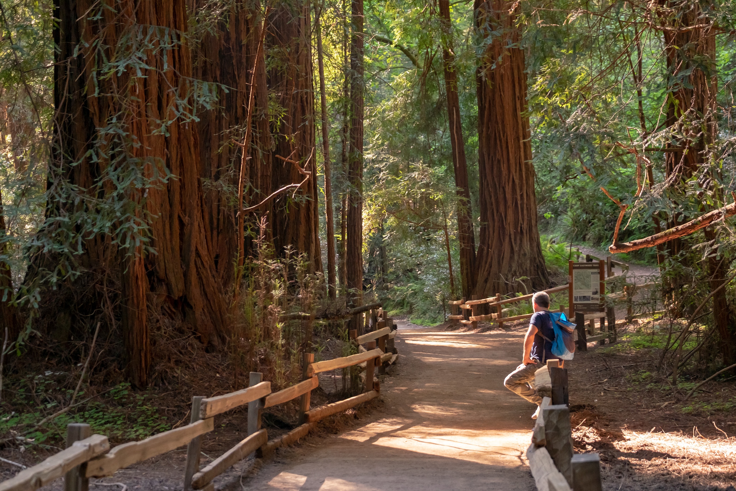 Redwoods and California Wine Country Combo Tour image 5