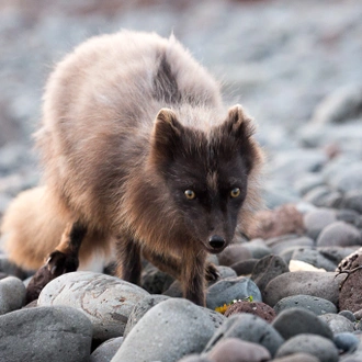 tourhub | Borea Adventures | Midnight Sun & Arctic Foxes 