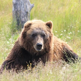 tourhub | Omega Tours | Discovering the Wilderness: Alaska's National Parks 