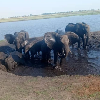 tourhub | Livingstone Lourie Safari | Chobe 2 nights 