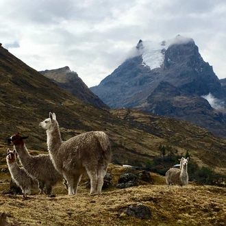 tourhub | Active Adventures | Classic Machu Picchu Adventure 
