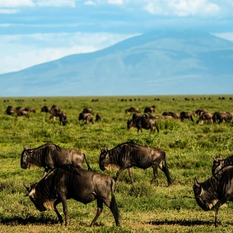 tourhub | Beach and Safari Holidays | Arusha : 14 Days Safari Northern Circuit Roundtrip Complete 