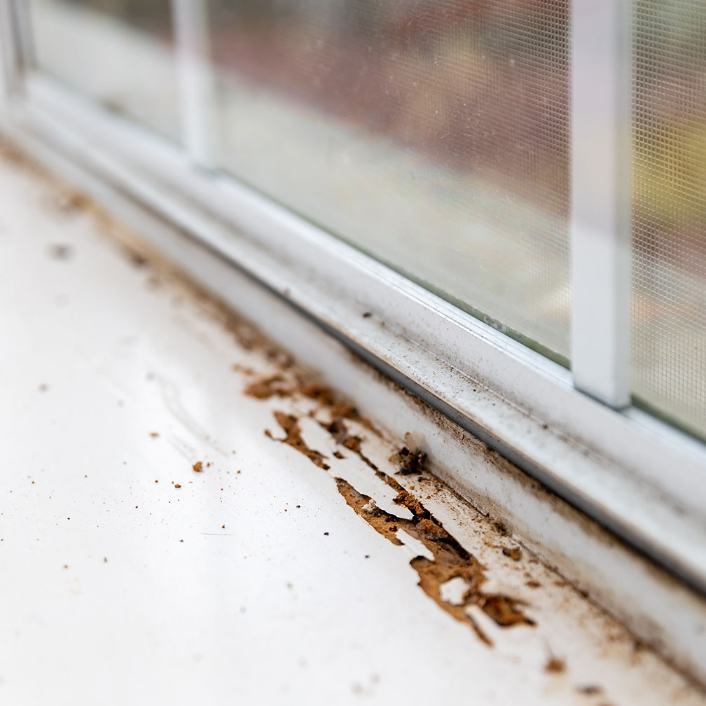 sign-of-termite-infestations-at-home