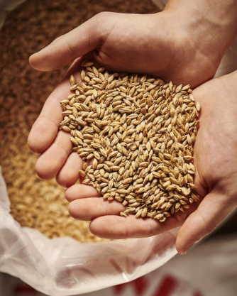 Représentation de la formation : MÉTIERS - RÉCEPTION ET AGRÉAGE DES GRAINS