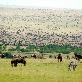 tourhub | Gracepatt Ecotours Kenya | 3-Days Maasai Mara Camping Safari on 4x4 Land Cruiser Jeep 