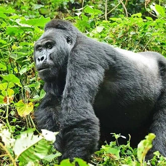 tourhub | Verdoro Safaris | 13-Day Rwenzori Mountain and Bwindi Gorilla Safari 