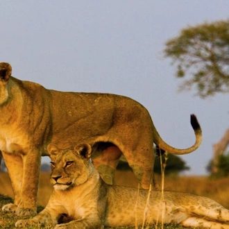 tourhub | Today Voyages | Simba Safari, Wellworth Lodges - Private Tour 