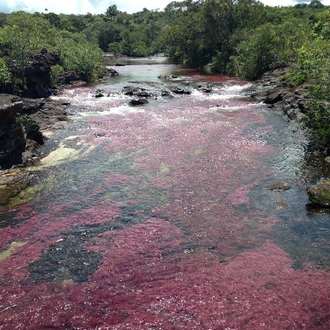 tourhub | Bamba Travel | Bogota & Cano Cristales Experience 7D/6N 