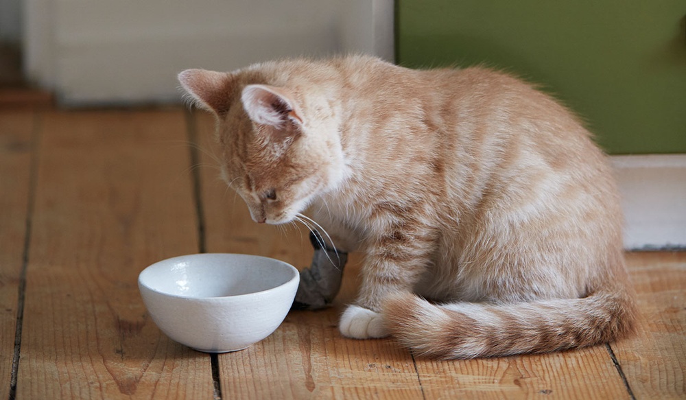 Katt vid matskål.