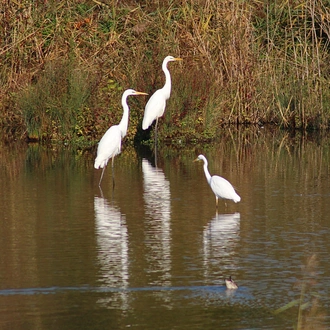 tourhub | The Voyages India | From Cochin: 2-Day  Thekkady and Periyar Wildlife sanctuary with Jeep Safari 