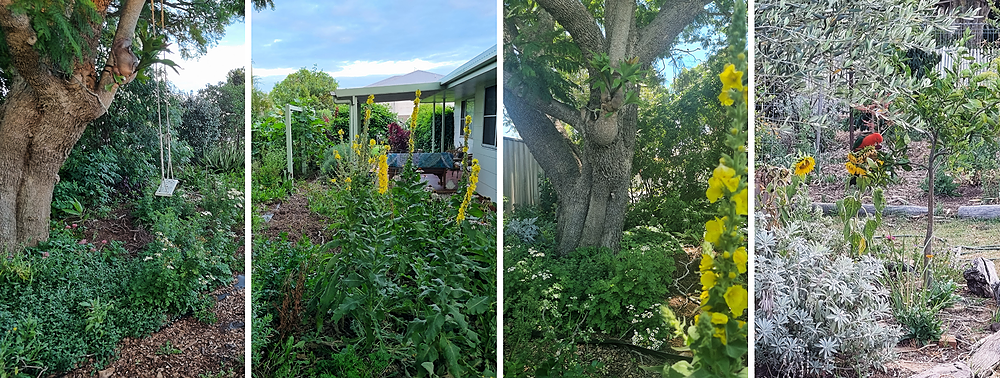 Jenni Wren’s Edible & Medicinal Garden