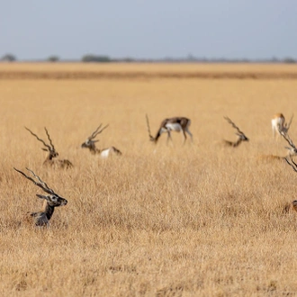 tourhub | Agora Voyages | Blackbuck Bliss: Vadodara to Velavadar Safari 