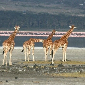 tourhub | Gracepatt Ecotours Kenya | 2 Days Lake Elementaita National park Safari 