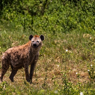 tourhub | Beach and Safari Holidays | Safari Expedition: Lake Natron to Ngorongoro Crater 