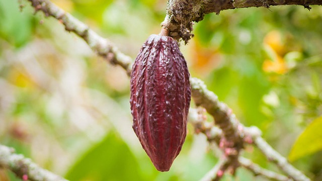 Représentation de la formation : TEC 003 - Obtenir un cacao marchand de bonne qualité
