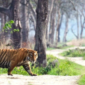 tourhub | UncleSam Holidays | Golden Triangle Tour with Tiger Safari 