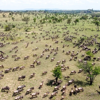 tourhub | Beach and Safari Holidays | Safari Serengeti: 12 Days of Untamed Beauty 