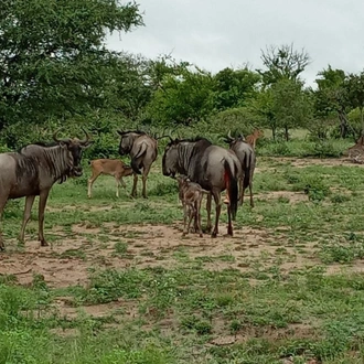 tourhub | Timeline Travel | Madikwe Game Reserve Luxury Tour 