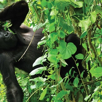 tourhub | Kent Safari Tours | 4 Days Bwindi Safari Tour 