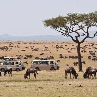 tourhub | Gracepatt Ecotours Kenya | Private 3 Days Masai Mara Wildlife Luxury Jeep Safari 