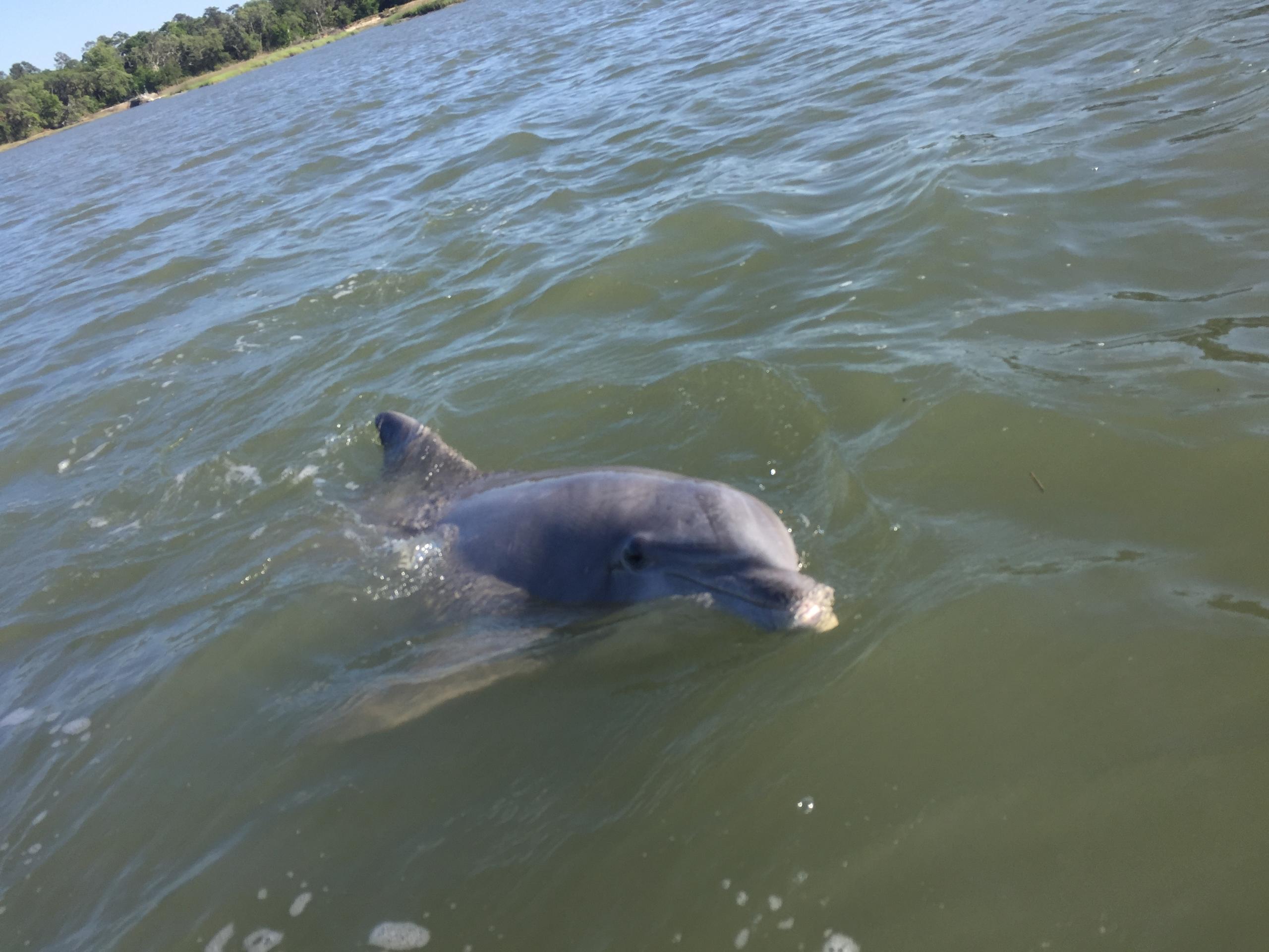 Private Disappearing Island Dolphin Tour