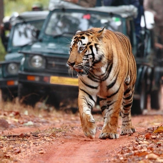 tourhub | Panda Experiences | Glorious Rajasthan Tour with Ranthambore & Taj Mahal 