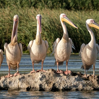 tourhub | Bunica Maria | Birding Danube Delta 