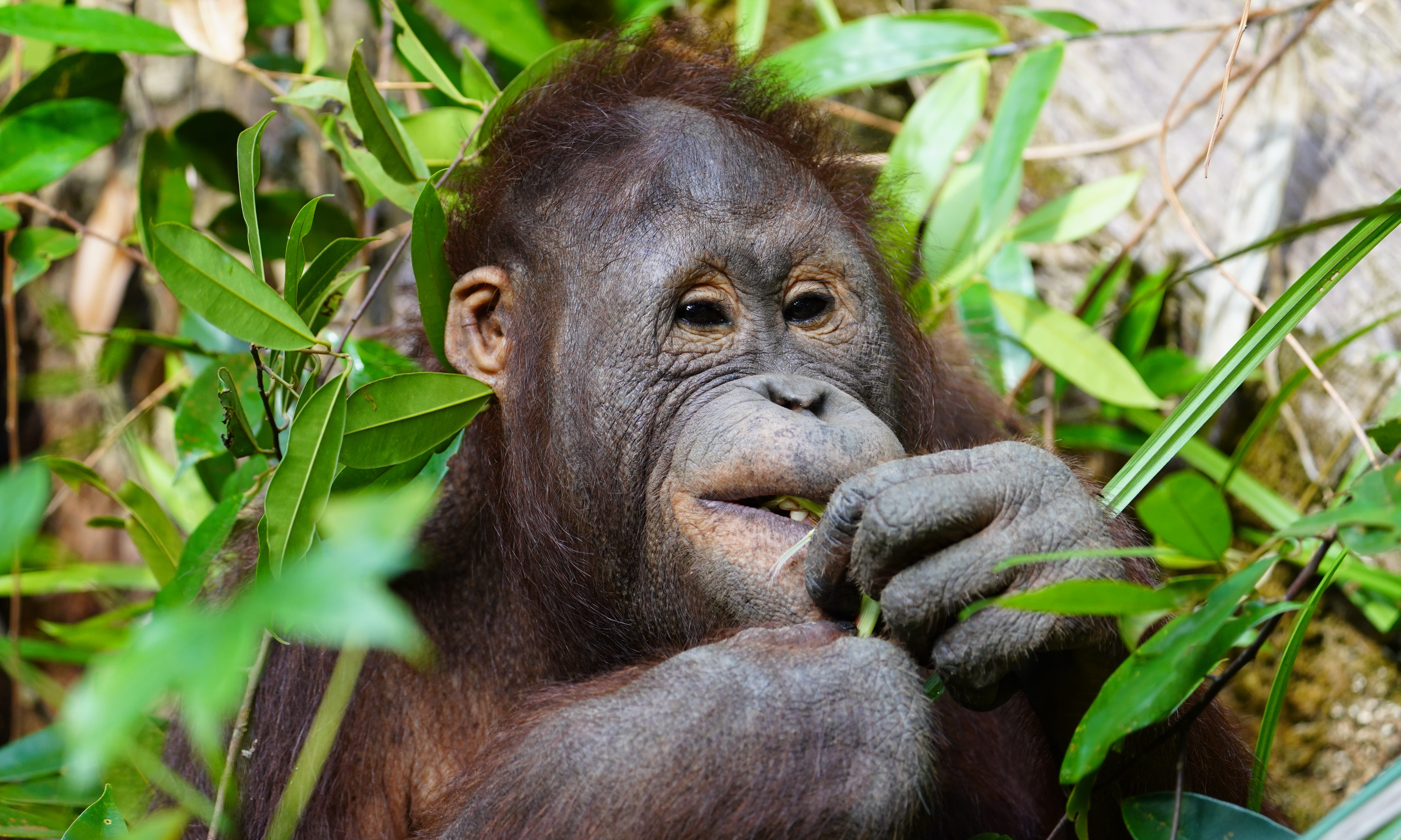 Adopteer orang-oetan weesje Gonda